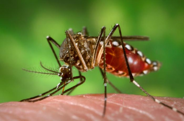 https://commons.wikimedia.org/wiki/Aedes_aegypti#/media/File:Aedes_aegypti_during_blood_meal.jpg