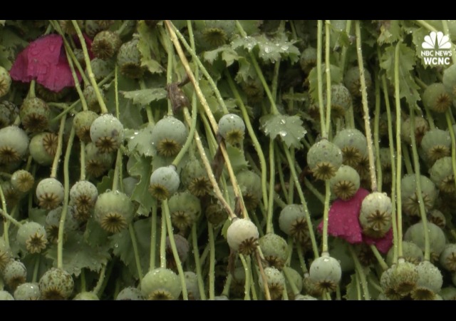 http://www.nbcnews.com/storyline/americas-heroin-epidemic/500-million-opium-poppy-field-discovered-north-carolina-n764801