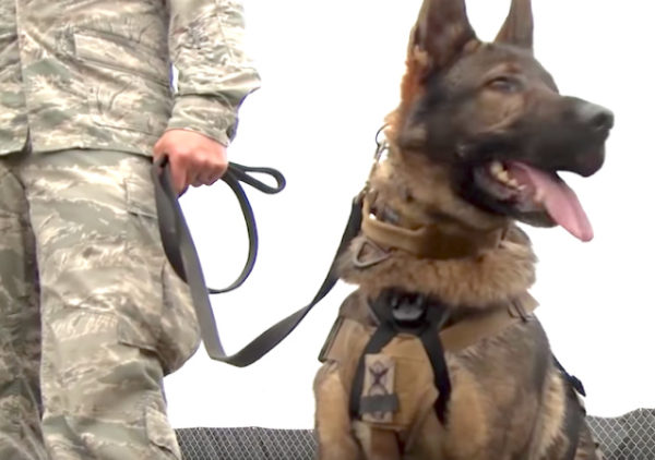 ‘Beautiful’ And ‘Talented’ Military Dog Recovering After Cornering Al ...